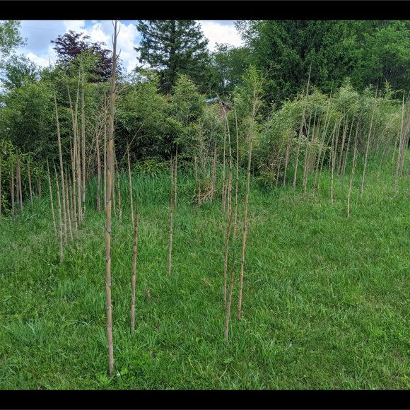 Bamboo Photographic Art Print - Picture 8 of 12